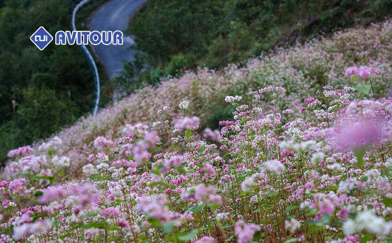 Hoa tam giác mạch